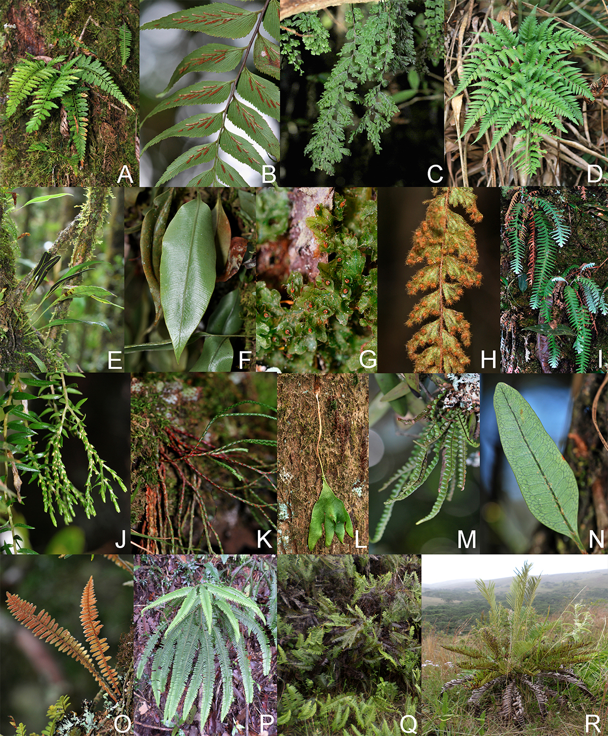 Image from article 2